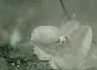 Fallen18