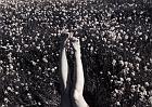 sarah_flower_field