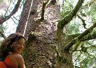 sarah_tree2