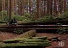 walkingwooddog4